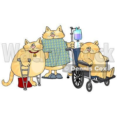 cats in wheelchairs